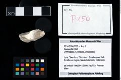 Foto (Objekt + Etikett) von Decapoda indet.  (NHMW-GEO-2014-0194-0150)